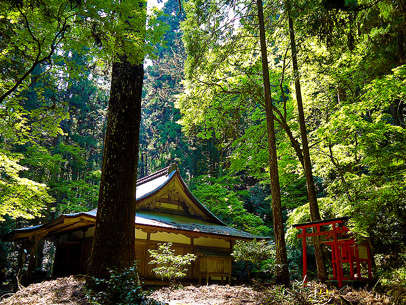 【高雄】森の案内人といく京の清遊地、神護寺・西明寺・高山寺へ～清滝川のせせらぎ、古代巨木の深山幽谷、空海が暮らした真言密教の聖地～