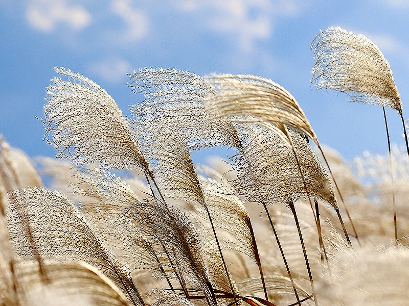 【秋の七草】都会の野草天国、多摩川へ！野草生活のんさんと十五夜を彩る野草探し～野草の宝庫“タマゾン川”！？食べられる野草レクチャー、多摩川を五感で味わう～