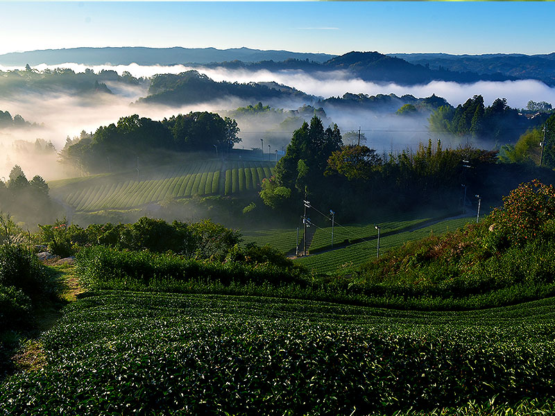 【月ヶ瀬】湖畔に浮かぶ川霧の秘境へ、若き「茶聖」がもてなす大和茶の桃源郷～雁金、和紅茶、ほうじ茶…最高のお茶尽くし、桃香野の集落から絶景茶園まで～