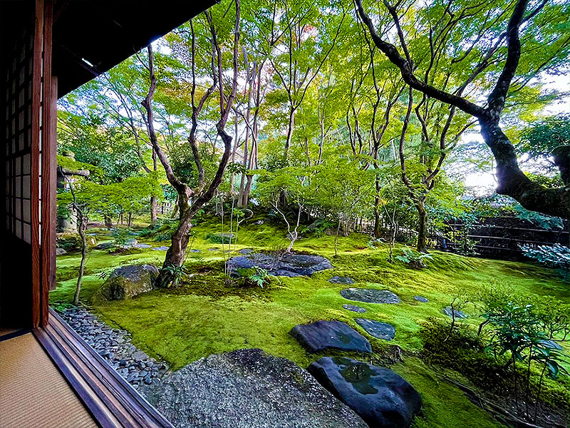 【高台寺】おにわさんと非公開庭園へ、高台寺最古の塔頭＆桃山時代の名庭まで～見渡す限り苔の絨毯！茶室「忘知席」と露地庭園、“石組の名手”賢庭の枯山水～