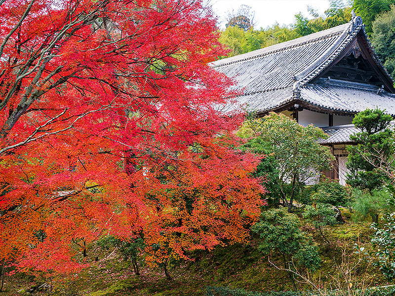 【浄住寺・苔香居】普段非公開の名刹＆社家邸宅を特別拝見、名門貴族・葉室家の拠点へ～もみじと苔が包む池泉庭園、貴重な黄檗建築、藁葺きの長屋門まで～