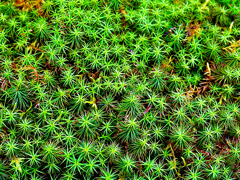 【法然院】京都もふもふコケめぐり☆コケ愛好家と、苔と紅葉が包む静寂の名刹へ〜足元に広がるミクロの森！一面のコケ絨毯、苔の茅葺き屋根から苔石垣まで〜