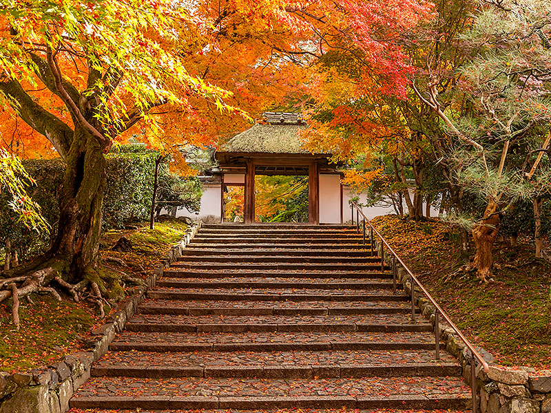 【哲学の道】紅葉きらめく散歩道、森の案内人と哲学の道へ～法然院から熊野若王子神社まで、古刹をつなぐ疏水べりの小径～