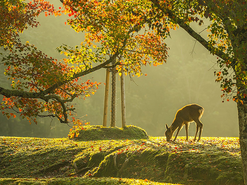 【春日大社】神鹿の森に鎮座する日本屈指の聖地、参道研究会と“春日詣”ツアー～奈良を知るには参道を見よ！重なり合う信仰の秘密、春日宮曼荼羅の世界へ～