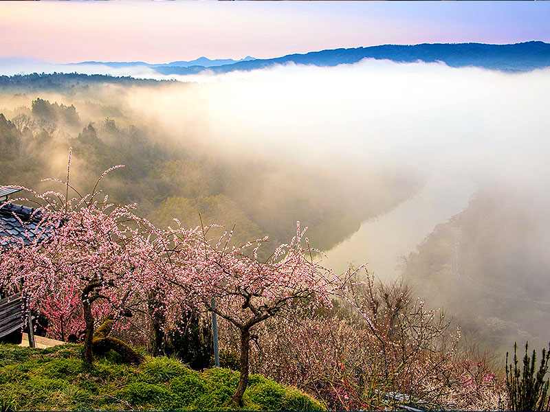 【月ヶ瀬】見渡せば梅尽くし川霧の秘境へ、若き「茶聖」がもてなす大和茶の桃源郷～雁金、和紅茶、ほうじ茶…最高のお茶尽くし、桃香野の集落から絶景茶園まで～
