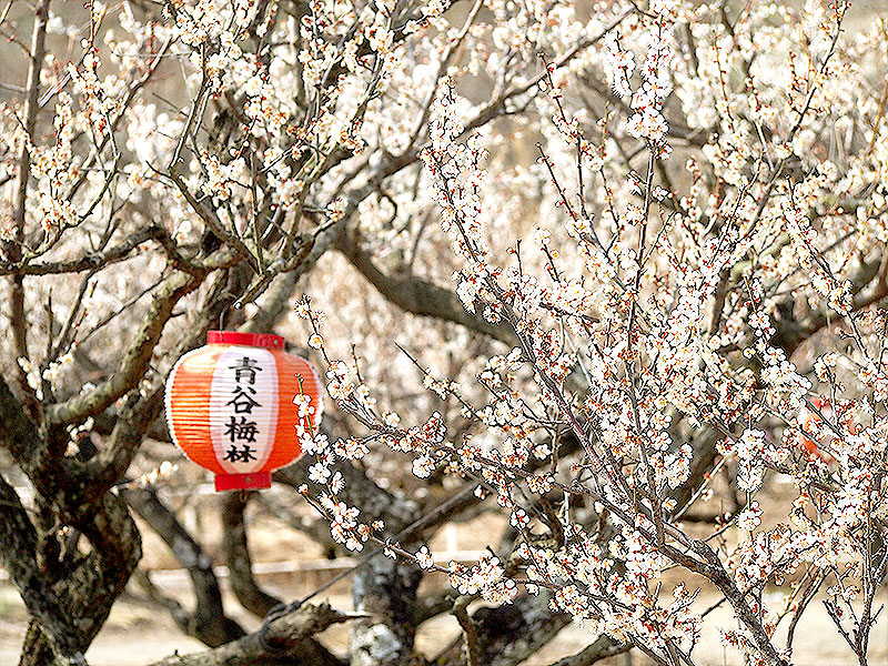 【青谷梅林】京都最大の梅の郷へ！一面春色、甘酸っぱい香り包む1万本の梅まつり～江戸時代から続く梅産地、旧家連なる宿場町…最高級「城州白」が咲き誇る～
