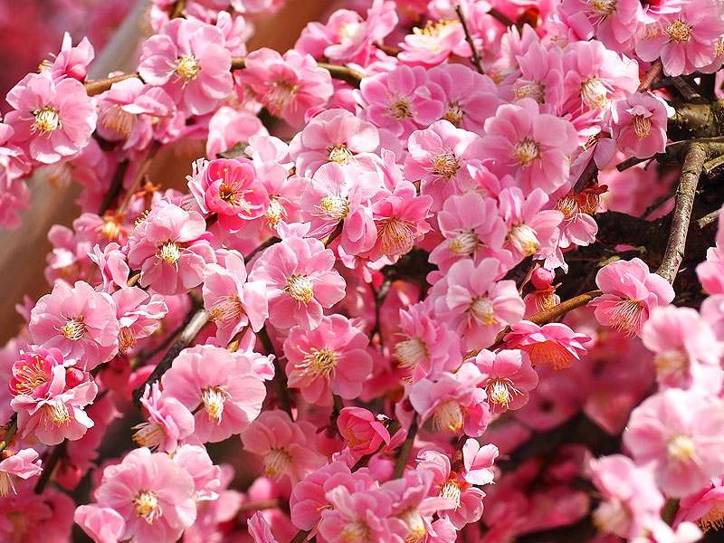 【三室戸寺】春を告げる枝垂れ梅づくし、平安貴族たちが愛した三室戸寺へ～花の寺から“うさぎ神社”、日本最古の国宝本殿…源氏物語の舞台まで～