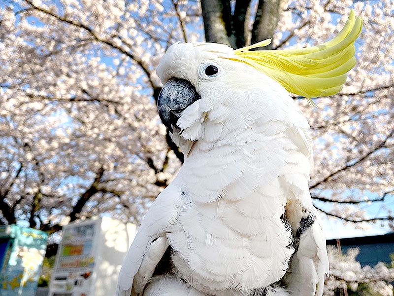 【京都市動物園】獣医・坂本さんと、大人の動物園ツアー☆バックヤード見学付き～アジアゾウ、シロテテナガザル、キバタン…古代遺跡と共存する動物園へ～