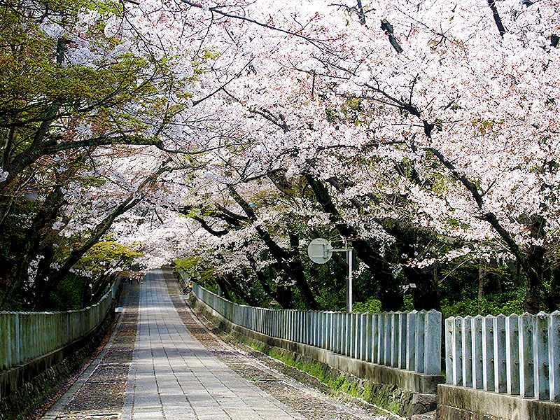 【西向日】桜に染まる幻の都へ！謎に包まれた古代都市、春らんまんの長岡宮をいく～桜が覆い尽くす参道、中世を代表する神社建築、春色の田園都市まで～