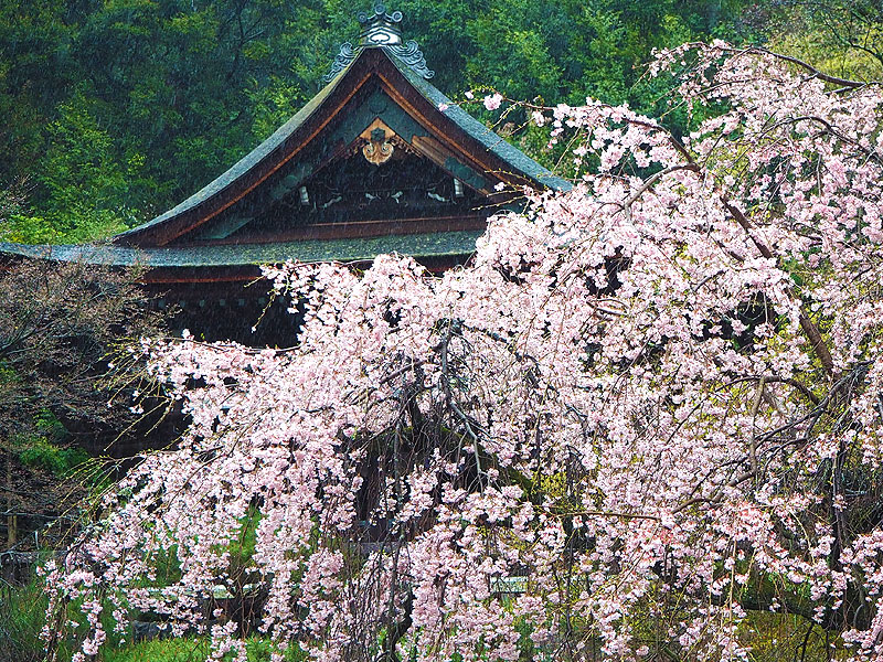 【東山】とっておき穴場の美桜・庭園めぐり、吉村がこっそりご案内～カリスマ庭師の絶景公園、知恩院友禅苑、誰にも教えたくない秘密の桜～
