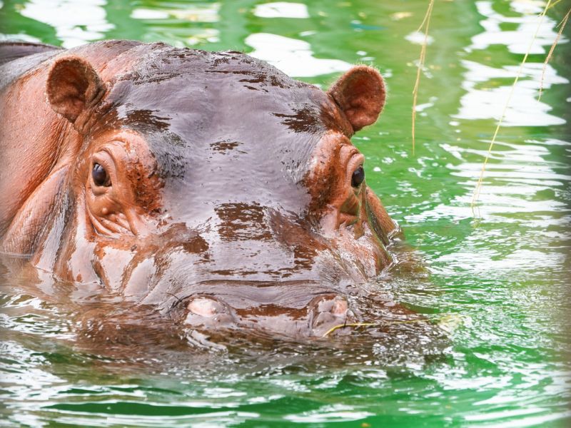 【六勝寺】吉村さんと動物園へ！園内に八角九重塔の痕跡、平安京の副都心をいく～今も残る金堂の基壇！？白河法皇と六つの巨大寺院が君臨した院政の舞台～