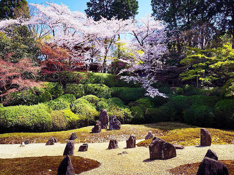 【東福寺光明院】桜が包む“虹の苔寺”早朝貸切！非公開の書院で精進料理をいただく～重森三玲の茶室を特別拝見、朝坐禅体験、桜の禅寺で藤田慶水の禅入門～