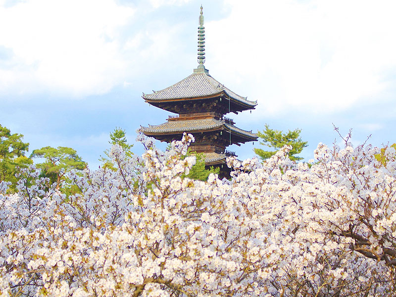 【仁和寺】庭師・三浦さんと御室桜尽くし！桜の雲海に包まれる“御室御所”へ～御室御殿を拝見、桃山建築の国宝、フィナーレ飾る京都屈指の遅咲き桜～