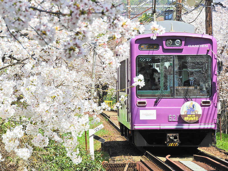【桜ミステリー・嵐電編】桜を知り尽くした吉村と、その日一番の桜へ！～色づき・天気・人出から、ベスト桜をご案内～