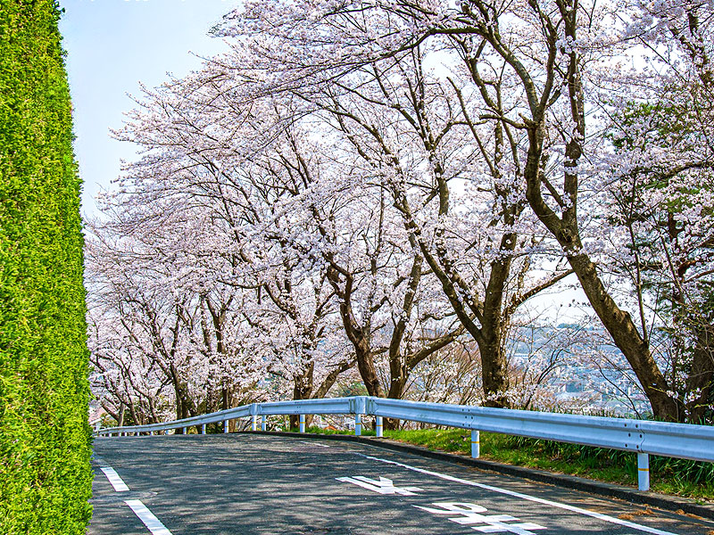 【聖蹟桜ヶ丘】桜に染まる「耳をすませば」映画の舞台、スリバチ学会凹凸ツアー～駆け下りた激階段、告白の神社、いろは坂から丘の上のロータリーまで～