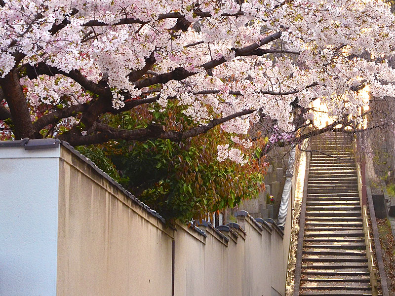 【天王寺七坂】ブラタモリ案内人と上町台地凸凹ツアー！七つの“イイ坂”を堪能せよ～巨大都市をつらぬく舌状台地、河底池から重要文化財・大阪最古の建築まで～