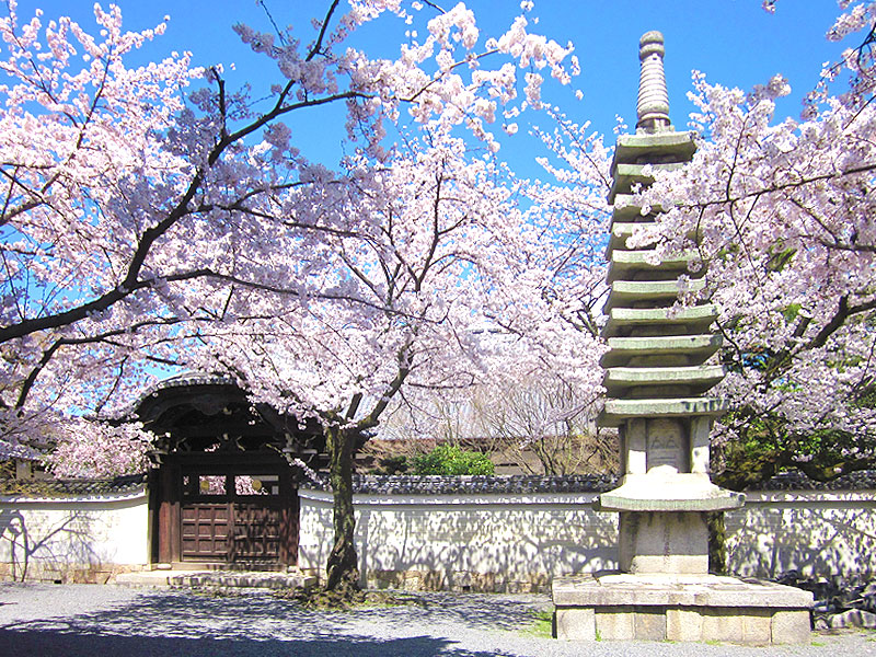 【御所北】西陣の旦那はんといく、とっておき桜の古刹めぐり～艶やかな桜が華やぐ4ヶ寺から、近衛邸・桜御所跡まで～