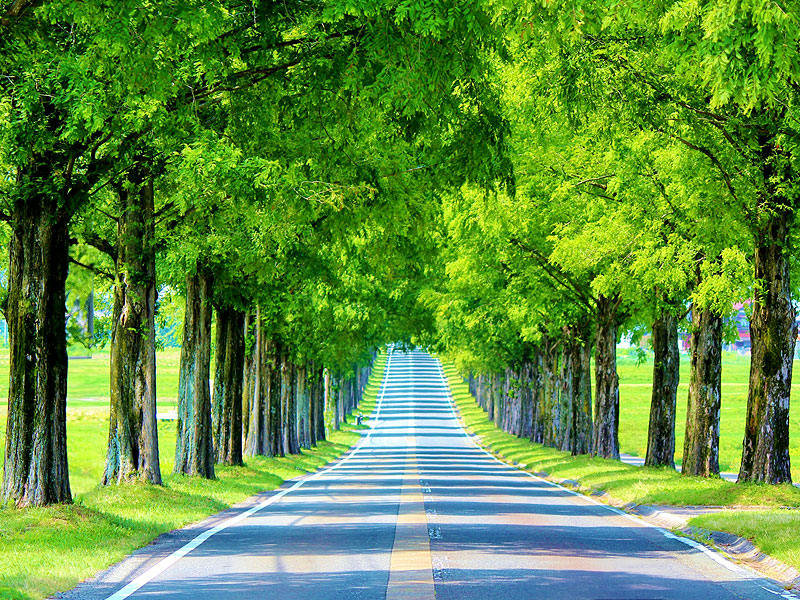 【マキノ高原】新緑メタセコイア並木の絶景へ！森の案内人といく奥琵琶湖～80万年前に絶滅“生きた化石”！？北国街道から果樹園、深き森の山神社まで～