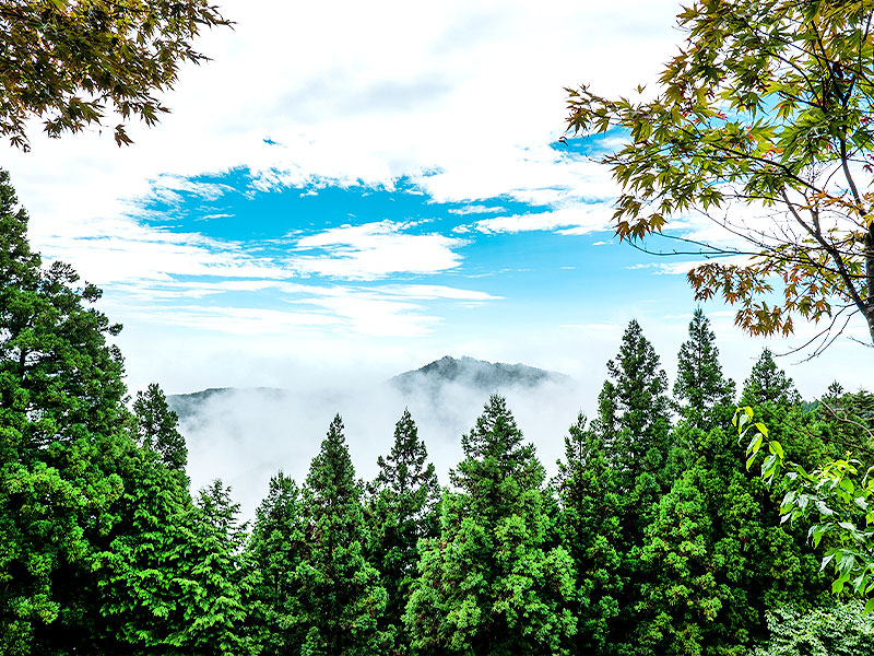 【奥多摩】御師たちが暮らす“天空の集落”へ！新緑の御岳山、関東随一の霊場をいく～樹齢1000歳の巨樹、希少な御師集落、森の案内人とオオカミ信仰の聖地へ～