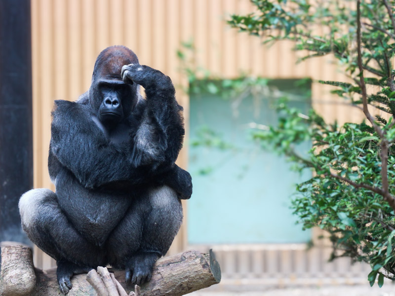 【動物園】獣医さんといく、大人の動物園探検ツアー☆バックヤード見学付き～アジアゾウからニシゴリラ、レッサーパンダ…動物たちの診療室へ～