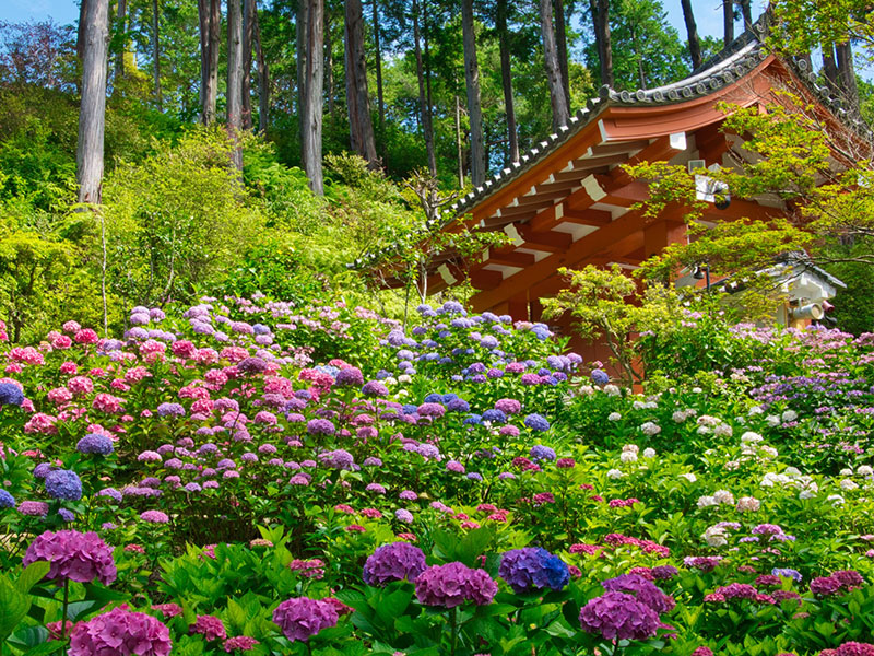 【三室戸寺】2万株が咲く幻想の“あじさい寺”へ、紫絵巻の大庭園と日本最古の国宝本殿～平安貴族が愛した別荘地、花の寺から“うさぎ神社”…源氏物語の舞台まで～