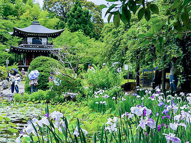 【小野】貴族たちの恋の里、小町伝説の随心院から花菖蒲咲く勧修寺まで～平安時代のシンデレラ物語、今も残る悲恋の榧の樹をたどって～