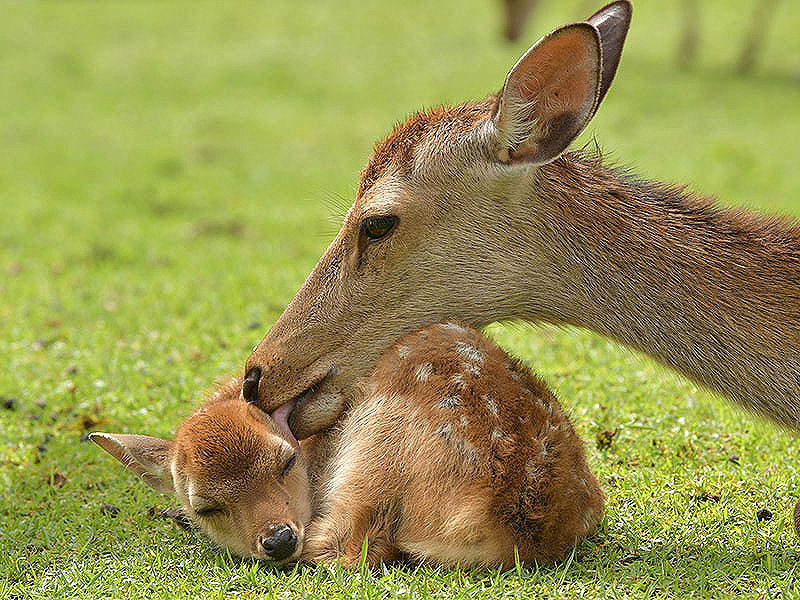 【奈良の鹿】大迫力、ホルンの音に集う「鹿寄せ」開催！赤ちゃんシカに会える“鹿苑”へ～ター二博士といく神鹿の聖地、野生の鹿と共生する街、万葉の植物園まで～