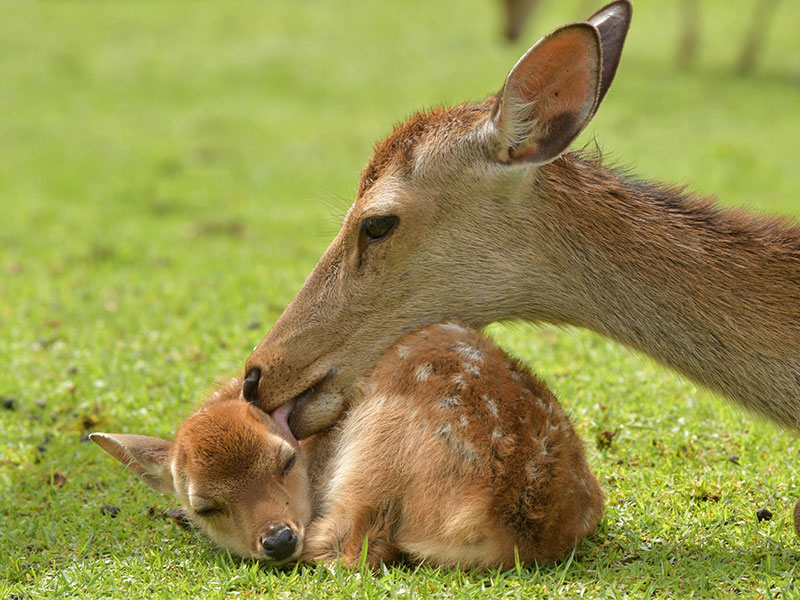【奈良の鹿】大迫力、ホルンの音に集う「鹿寄せ」特別開催！コジカに会える聖地へ～春日大社の神鹿が一挙に大集合！世界でも類を見ない、野生の鹿と共生する街～