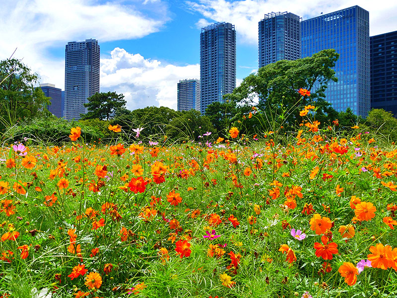 【浜離宮・芝離宮】庭師といく2つの汐入庭園、将軍が暮らした海際の別邸～太古から生き残った巨樹、水上の茶室、潮の満ち引きに変化する海岸の庭園美～