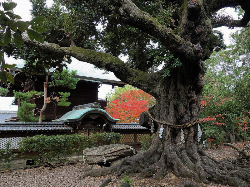 【今熊野】愛憎渦巻く法住寺殿・平家物語の世界へ！京の“熊野古道”をいく～巨大苑池の断崖、平安から残る大楠、法皇と愛した女性が眠る広大な離宮～