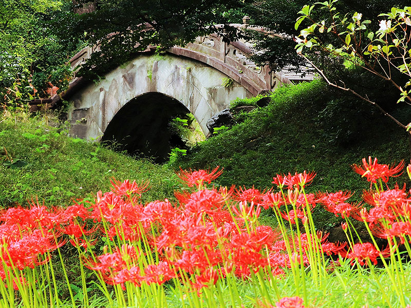 【小石川後楽園】庭師と水戸黄門の大庭園へ！秋の花咲き誇る江戸の庭園美～嵐山・西湖の堤・田園の里…日本と中国の名景をドラマチックに詰め込んだ～