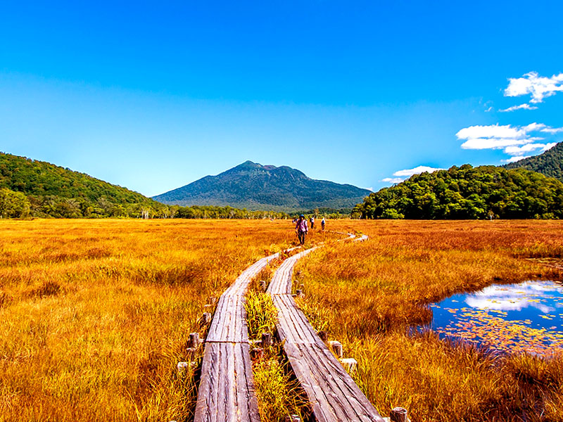 【尾瀬】草紅葉に染まる日本最大の高層湿原へ！三浦さんと“天空の楽園”貸切バスツアー～摩訶不思議「竜宮現象」！まるで宝石箱、希少な高山植物が色づく奇跡の大自然～
