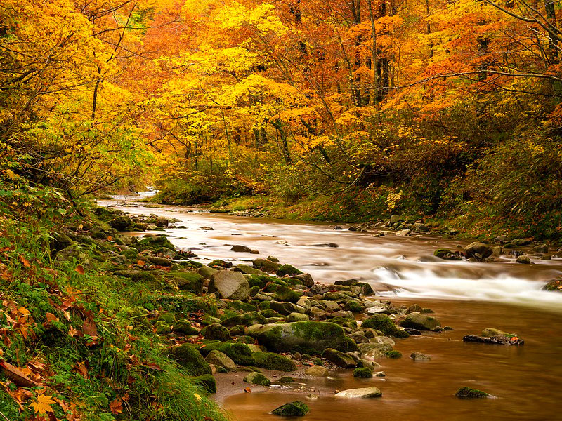 【白神山地】世界最大級ブナ原生林へ！三浦さんといく錦秋の世界遺産、もののけ姫の森～幻想の十二湖・青の秘境、神々が棲む太古の森、樹齢1000年の巨大イチョウまで～