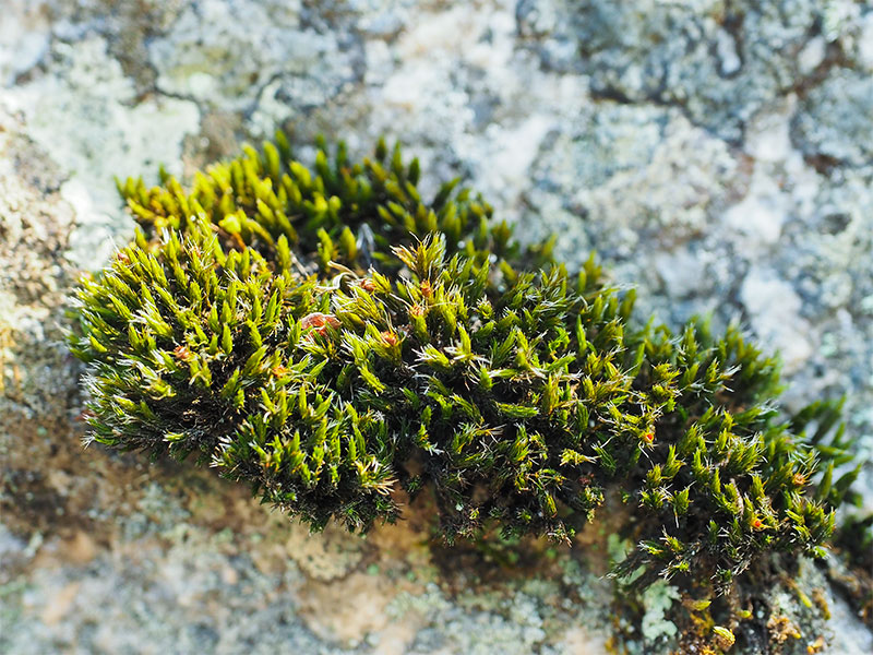 【旧竹林院】コケ愛好家と、もふもふコケめぐり！石垣のまちは野良苔パラダイス～足元に広がるミクロの森！一面のコケ絨毯、50の里坊が連なるもう一つの延暦寺へ～
