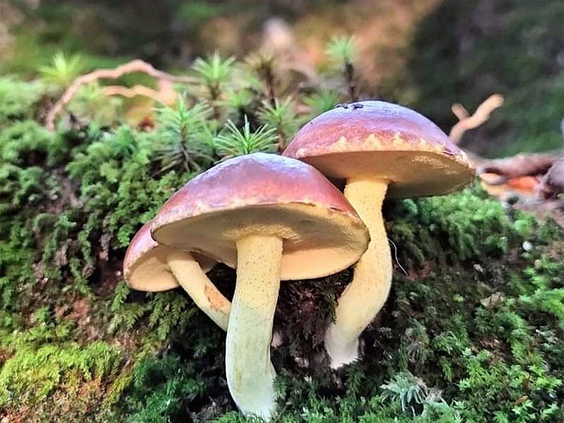 【京都御苑】きのこ博士と、足元に広がるキノコの森へ！400種以上のキノコ大集合 ～笑い茸から殺しの天使、可憐な狐の花傘…京都の中心はキノコの宝庫だった～