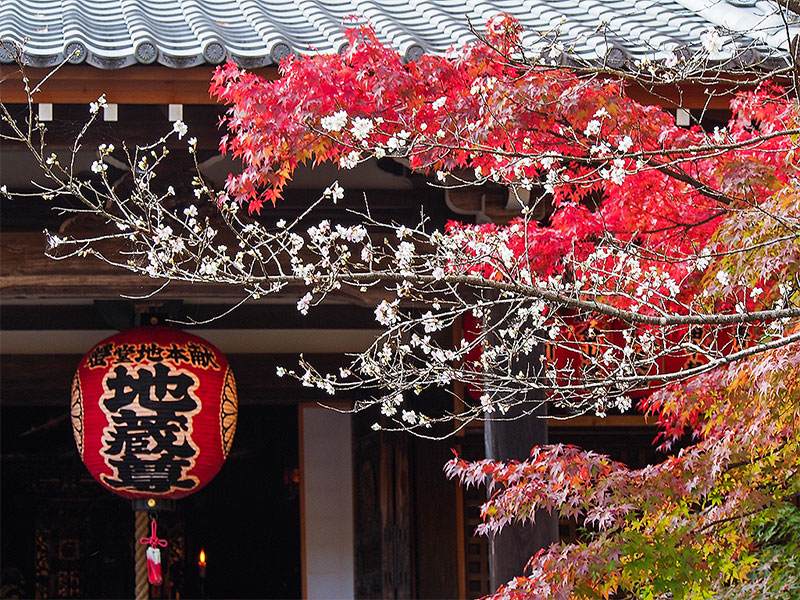 【赤山禅院】平安京の猿ライン！？京都の鬼門を守る“紅葉寺”、神秘の森と陰陽道の聖地～鷺が舞い、猿が逃げ、阿闍梨が駆ける！大地を司る神々、紅葉と寒桜の競演～