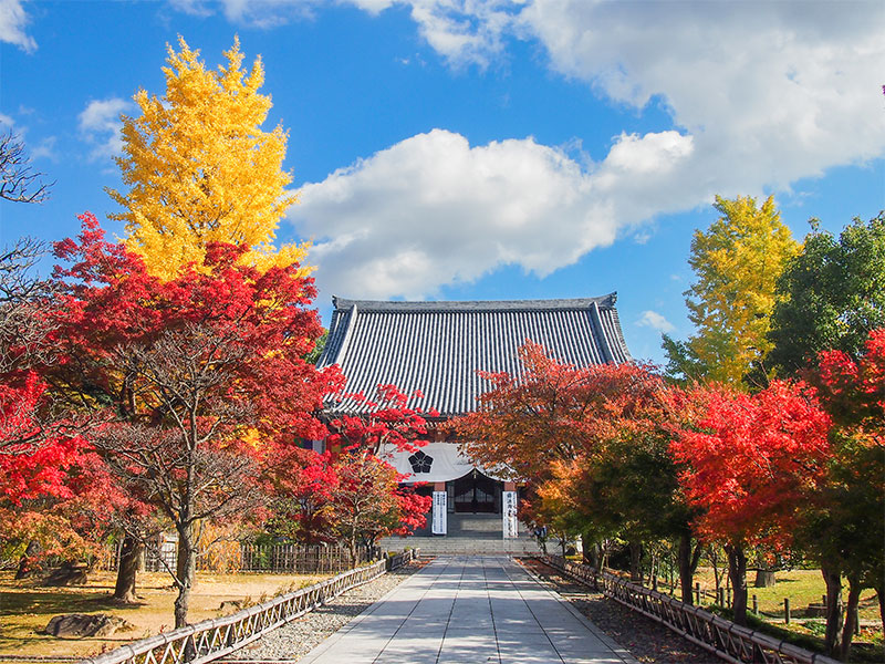 【智積院】とっておき秘密の古社寺めぐり、吉村が穴場の紅葉こっそりご案内～錦秋のモダン建築、粋を尽くした草庵茶室…絶品の秋景色を探して～