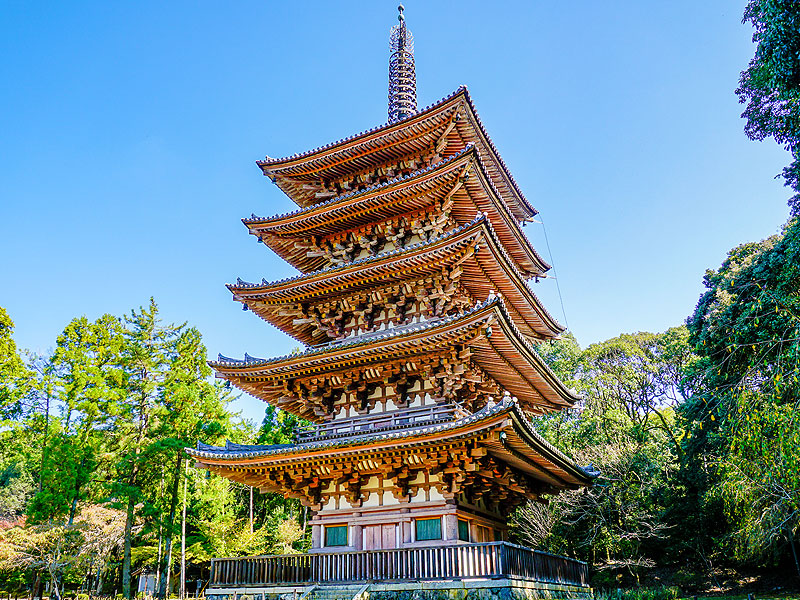 【醍醐寺】山全体に80もの堂宇が立ち並ぶ！森の案内人と秋彩の総本山醍醐寺へ～日本一美しい五重塔、絢爛豪華な覇者の庭、山上の国宝建築群まで～