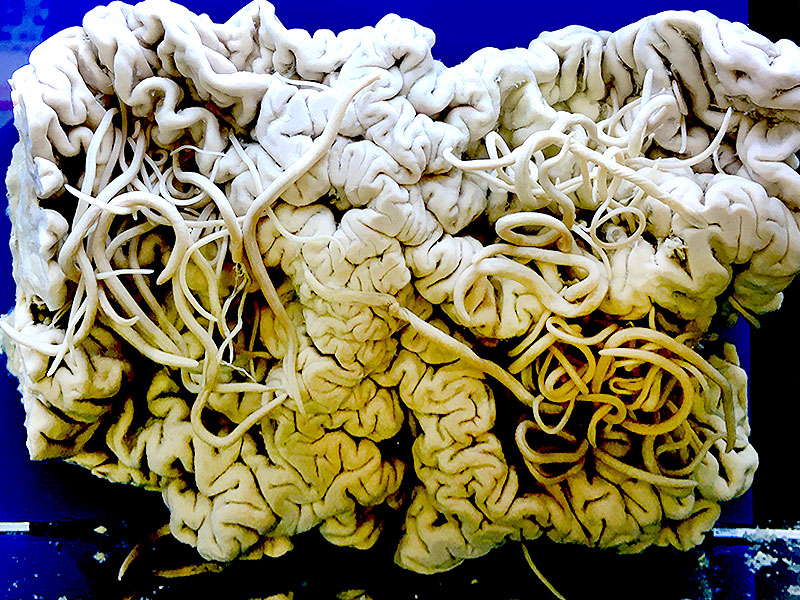 【目黒寄生虫館】倉持館長と館内貸切スペシャルツアー！非公開の収蔵庫へ特別潜入～日本唯一の専門博物館へ！人類と400万年をともに歩んだ、生命の美と神秘の世界～