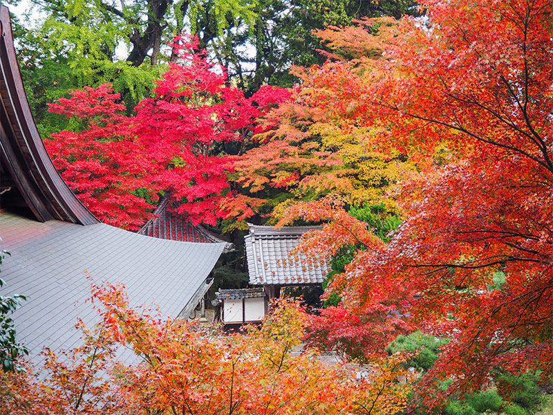 【サロン限定】吉村が愛してやまない「森の京都」錦秋ミステリーバスツアー～里人たちが守り継いだ美仏と紅葉寺、深き森に包まれたもう一つの京都～
