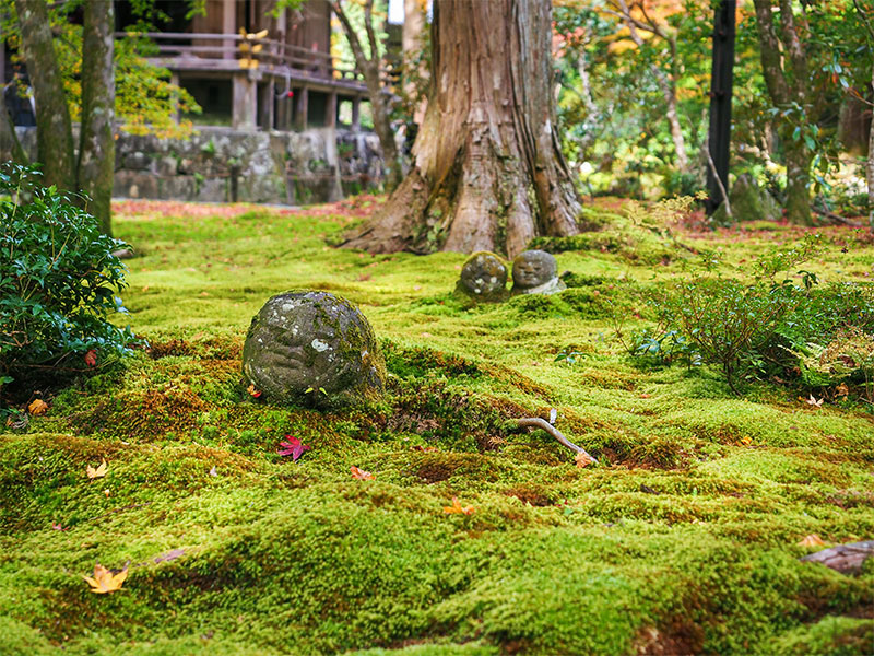 【大原三千院】京都もふもふコケめぐり☆コケ愛好家と、苔に覆われた“東洋の宝石箱”へ～足元に広がるミクロの森！一面のコケ絨毯、山里にたたずむコケのお地蔵さま～