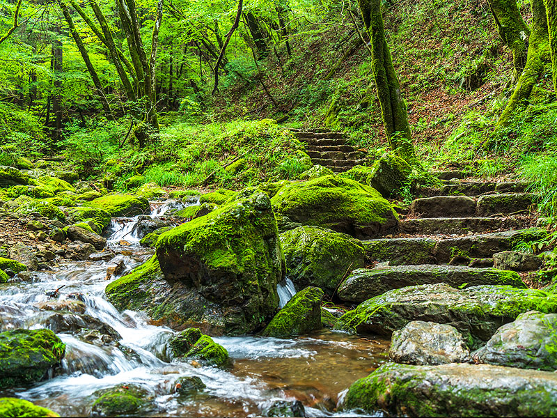 【奥多摩】御師たちが暮らす“天空の集落”へ！紅葉の御岳山、関東随一の霊場をいく～樹齢1000歳の巨樹、希少な御師集落、森の案内人とオオカミ信仰の聖地へ～