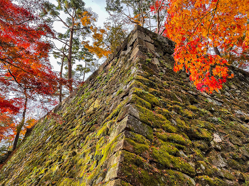 【丹波亀山城】錦秋の亀山城へ！本能寺の変、政府の弾圧、大本教の聖地「天恩郷」まで～光秀が築いた鉄壁の軍事拠点、万祥殿から黄金の大イチョウ、薬研堀に降りてみよう～