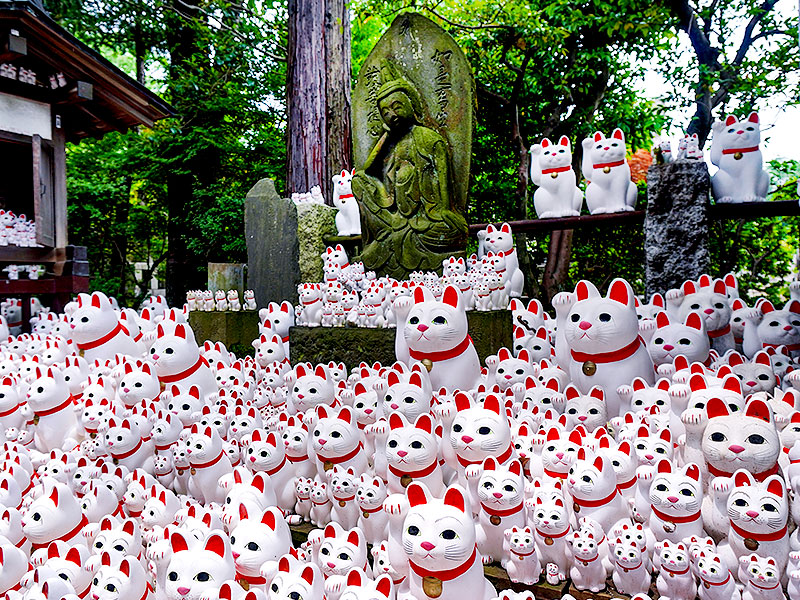 【豪徳寺】桜に染まる“招きネコの寺”へ！地形と古地図で読み解く、猫好きの聖地～ひこにゃんのモデルが世田谷に！？幻の古城、今も残る代官屋敷を拝見～