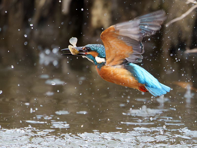 【鴨川】京都人が愛する野鳥の楽園へ！野鳥のプロと、麗しき渡り鳥に会いにいこう～空飛ぶ宝石、シベリアからの旅人たち…フィールドスコープで表情やしぐさに迫る～