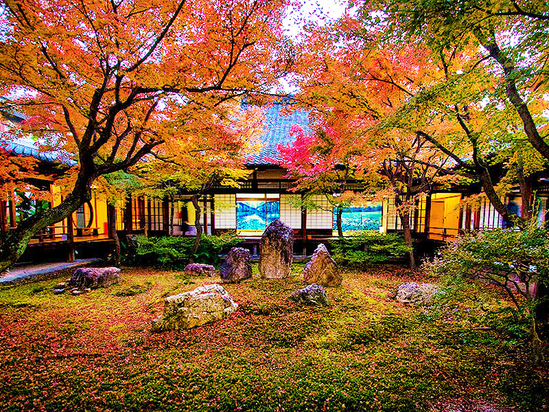 【建仁寺】京都唯一しだれ紅葉“蘭の寺”特別公開！錦秋が包む京都最古の禅寺へ～青石のモダン庭園、圧巻の双龍図、俵屋宗達から現代絵師まで障壁画尽くし～