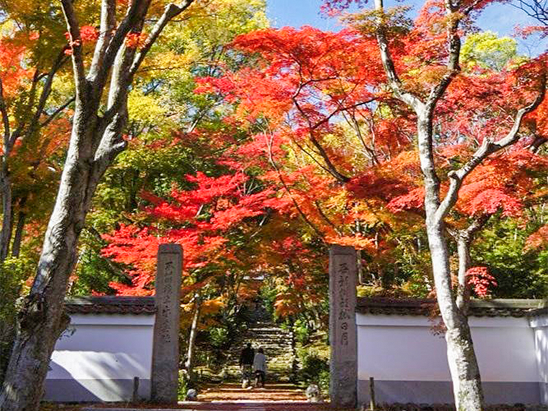 【竹の寺】普段非公開の浄住寺＆地蔵院へ、紅葉と竹が織りなす錦秋の秘境～苔の絨毯が包む静かな古刹、十六羅漢の庭園から山麓古墳群、黄檗建築まで～