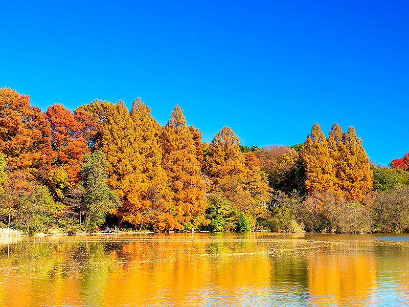 【石神井公園】紅葉に染まる三大湧水池へ！スリバチ学会と錦秋のお屋敷街凹凸ツアー～50m崖線スリバチ地形！？秘境の天然記念物、湖畔に佇む中世城跡まで～