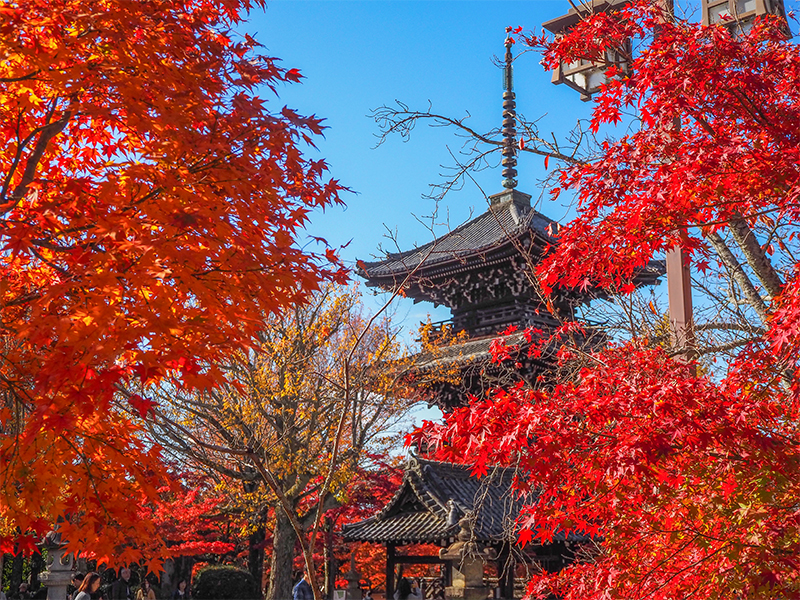 【真如堂】“正真正銘のゴクラク”へ！深紅に染まる古寺巡礼、最も美しい紅葉を探して～三井財閥の菩提寺、絢爛豪華な重文本堂、モダン庭園から猿づくし日吉神社まで～
