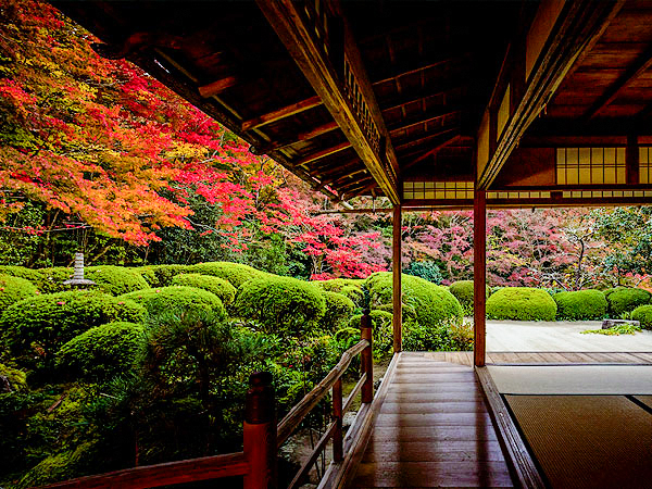 【詩仙堂】庭師といく山麓の名刹、晩秋の枯山水三名庭をめぐる～文人趣味の詩仙堂、俳句の聖地・金福寺、雲海に龍躍る圓光寺～
